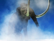 Na Syberii odkryto doskonale zachowane szczątki mamuta