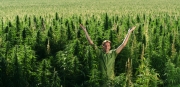 Nowy dokument odsłania kulisy marihuanowego szału w Colorado