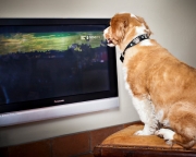 Pierwsza na świecie telewizja dla... psów :)