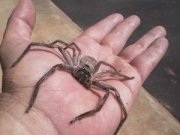 Zobacz największego pająka świata