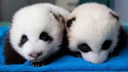 Zobacz zdjęcia bliźniaków z zoo w Atlancie!