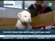 W serbskim zoo urodziło się białe lwiątko
