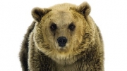 Niedźwiedzie biorą Bieszczady