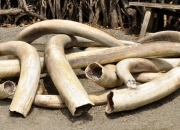 W Wietnamie przechwycono przemyt 2,4 tony kłów słoni