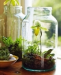DIY - Jak zrobić ogród-terrarium?