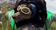 Pierwszy na świecie pies uprawiający BASE jumping -