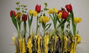 VII Wystawa Tulipanów w Wilanowie