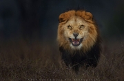 Niesamowite zdjęcie lwa zrobione tuż przed atakiem na fotografa!