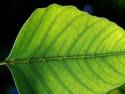 Wyższe stężenie CO2 zmieniło metabolizm roślin