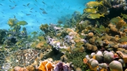 W 2016 roku obumarły rekordowo duże połacie Wielkiej Rafy Koralowej