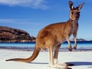 7 ciekawostek o kangurach